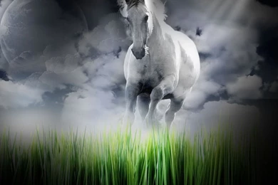 Free Wallpapers Of Animals   Wallpapers Cave