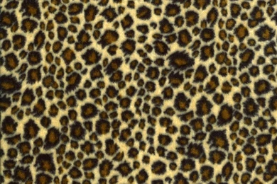 Leopard Print Wallpapers   Desktop Backgrounds