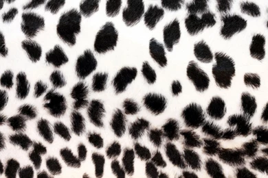 Jestingstock.com Leopard Print Black And White Wallpapers