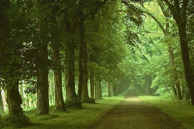 Kerala Nature Wallpapers   Widescreen HD Wallpapers