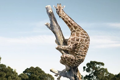 Amazing Wallpapers For Facebook