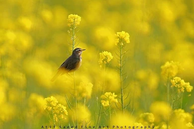 World Best Photo Graphs Hd For Android Free Download