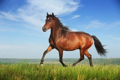 Beautiful Horse Desktop Backgrounds