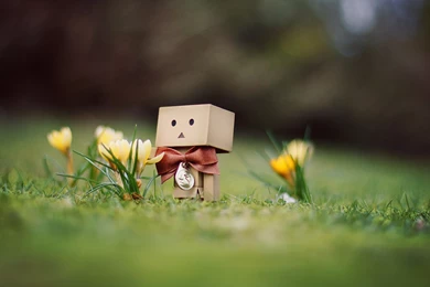 Download The Bowtie Danbo Wallpaper, Bowtie Danbo iPhone Wallpapers ...
