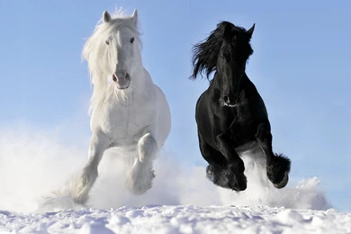 1028 Horse HD Wallpapers