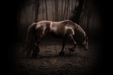 Download Wallpapers 3840x2160 Horse, Shadow, Forest, Walk ...