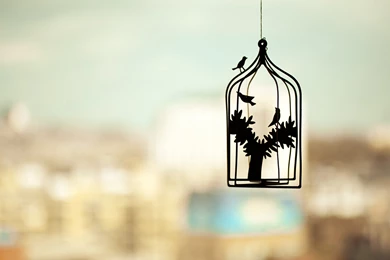 Birdcage Wallpapers 164166