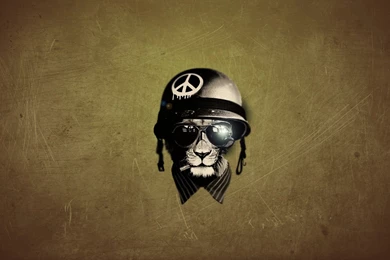 Wallpapers Hidden Moves, Lion Helmet, Lion » Download Wallpapers ...