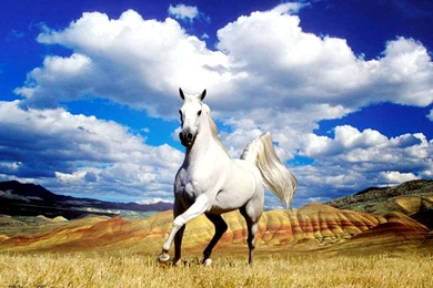 Beautiful Horse Wallpaper.jpg