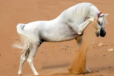 Horses Wallpapers – Free Horses Desktop Wallpapers