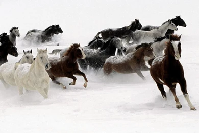 Horse   Beautiful Desktop Wallpapers