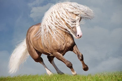 Other: Cute Rabbit Beautiful Picture Desktop Background Images For ...