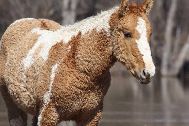 Horses: Time Horse Animal Beautiful Strange Free Desktop Wallpapers ...