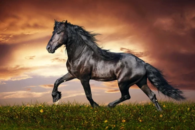 Morgan Horse Wallpapers Best Collection Of Beautiful Horses