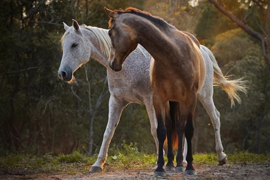 Two Beautiful Horses
