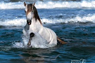 Beautiful Horse Wallpapers