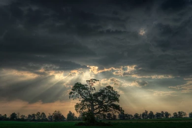 Tree Under Cloudy Sky Wallpapers