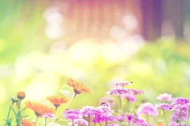 Marigold Lilac Purple Flowers Mac Wallpapers Download