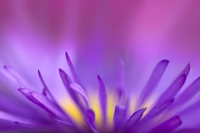 Download Wallpapers 1280x800 Flower, Petals, Lilac 1280x800 HD ...