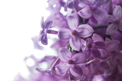 Lilac Bush Varieties   Wallpaper.