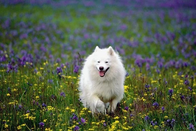 Samoyed_computer_desktop_wallpaper.jpg