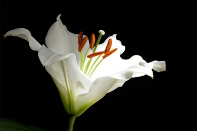 Widescreen_computer_desktop_wallpapers