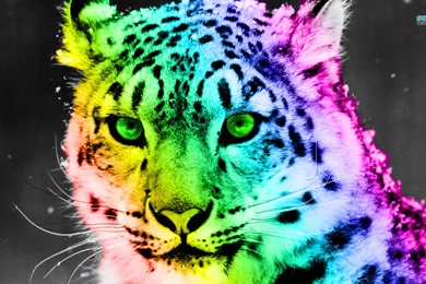 Jestingstock.com Rainbow Leopard Wallpapers