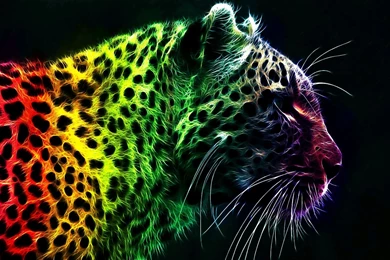 Leopard Wallpapers Wallpapers Cave