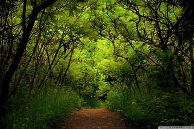 Forest Hd Wallpapers Free Download 31