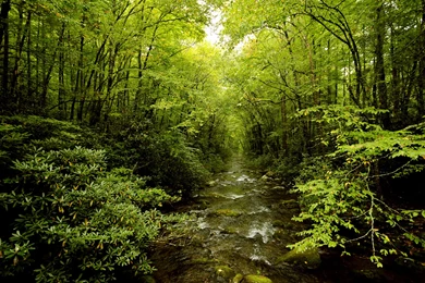 Jestingstock.com Lush Forest Wallpapers Hd