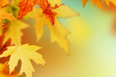 Yellow Autumn Leaves In Macro For Desktop Backgrounds