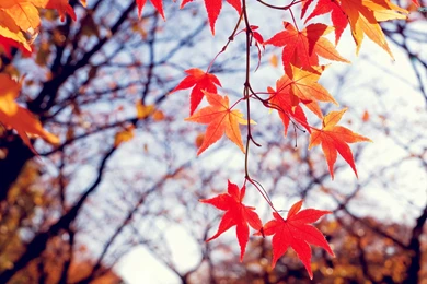 Autumn Leaves Wallpapers   Photography Wallpapers