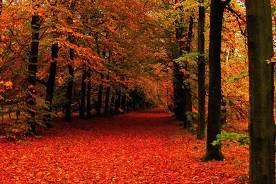 Fall Leaves Wallpapers For Android Uncalke.com