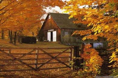 Fall Leaves Full HD Pics Wallpapers 3968   Amazing Wallpaperz