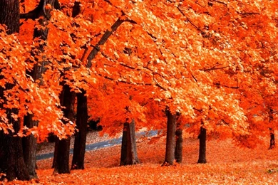 Fall Leaves Wallpapers Desktop