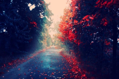 Fall Leaves Wallpapers Hd Wallpapers