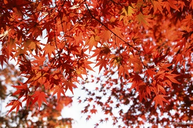 Fall Leaves Wallpapers   Vivid Foliage Wallpapers 1680x1050 NO.1 ...