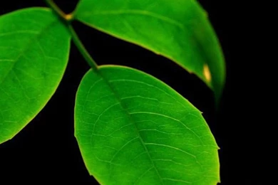 Hd Wallpapers For Phones