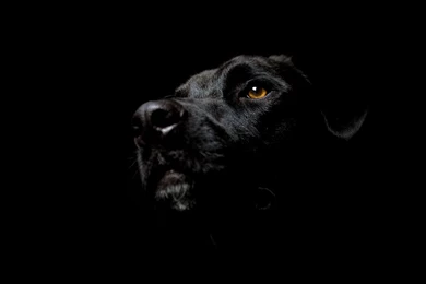 Black Dog With Dark Color HD Wallpapers