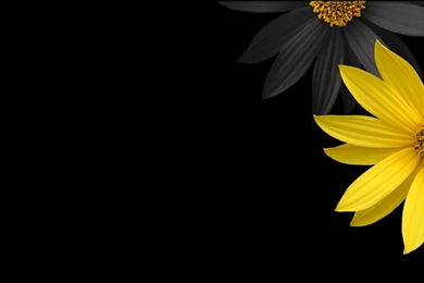 High Resolution Black Flower Desktop Wallpapers HD 14 Full Size ...