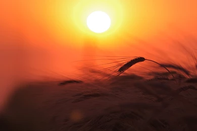 Wheat Field Sunset Wallpapers