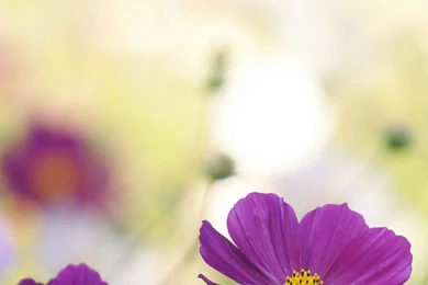 Purple cosmos flowers flower mobile wallpaper 1080x1920 3952 3864723210.jpg