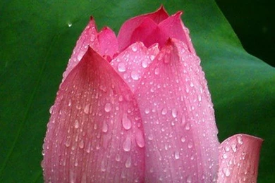 Lotus Flower Wallpapers For Android Mobile With 1440×2560 For ...