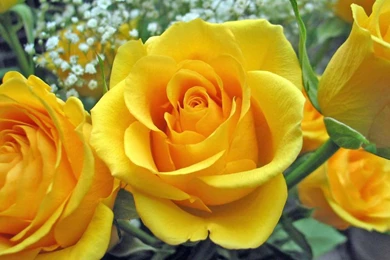 Flowers Wallpapers For Mobile Free Download