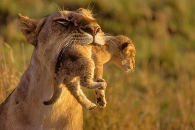1600x1200 The Cubs, Lion, Kids, Lions, Animals, Care, Mom, Wild ...