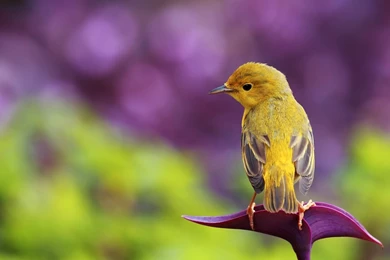 Beautiful bird hd wallpaper.jpg
