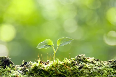 Nature Wallpapers For Windows Desktop