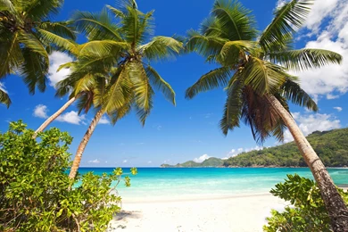 Beaches: Beach Tropical Paradise Sand Summer Palms Sea Shore Palm ...
