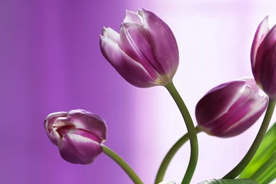 Tulip Hd Wallpapers Page 0
