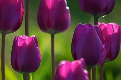 Purple Tulips HD Desktop Wallpapers : High Definition : Fullscreen ...
